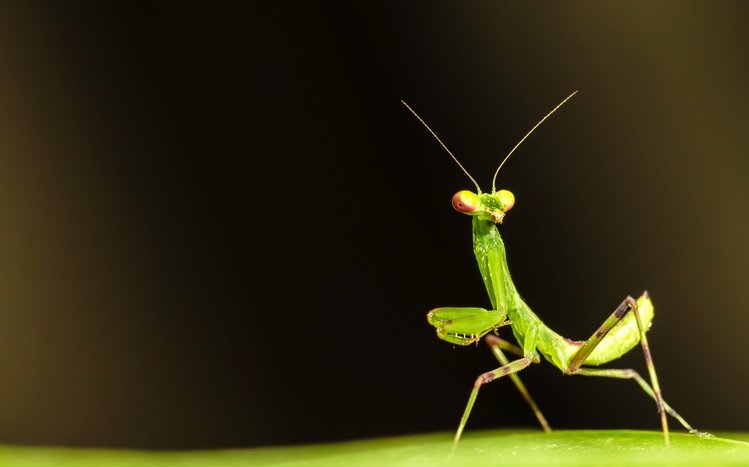 Praying Mantis Theme screenshot #8