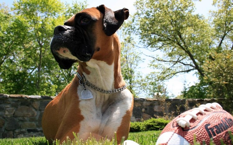 Boxer Theme screenshot #10