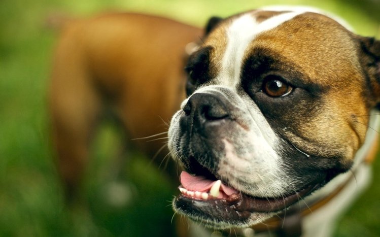 Boxer Theme screenshot #16