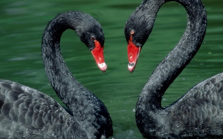 Black Swan Theme screenshot #1