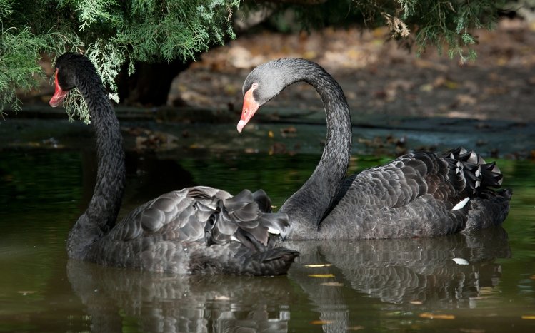 Black Swan Theme screenshot #10