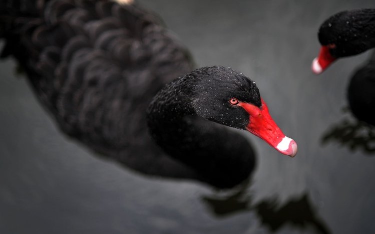 Black Swan Theme screenshot #12