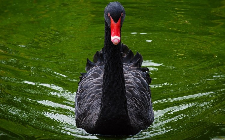 Black Swan Theme screenshot #13