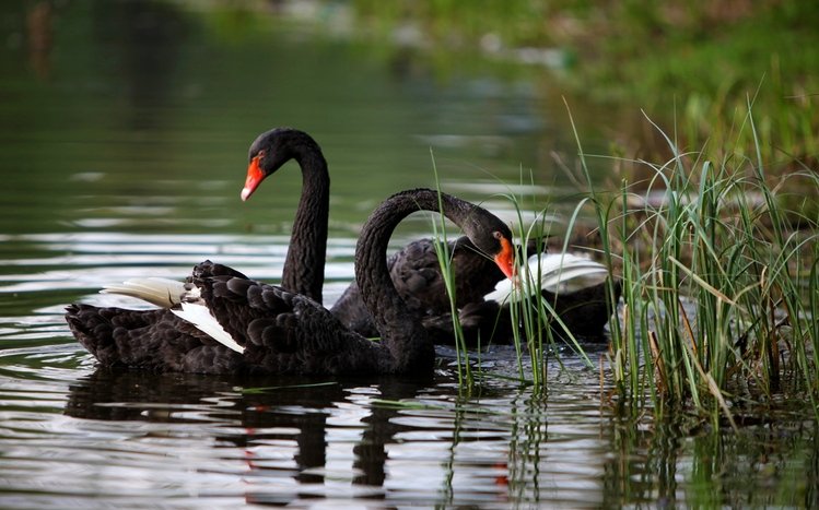 Black Swan Theme screenshot #2