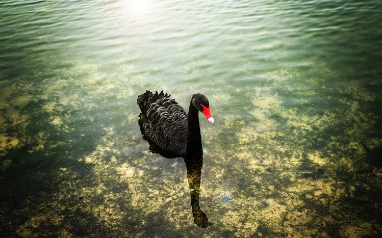 Black Swan Theme screenshot #8