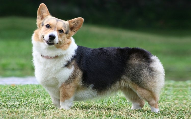Corgi Theme screenshot #12