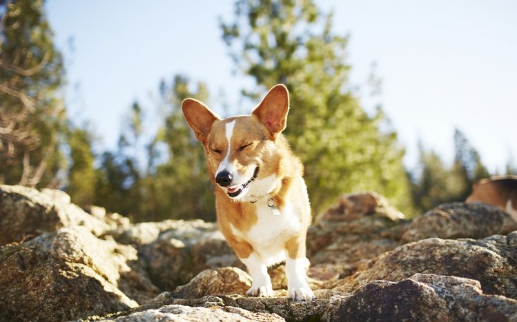 Corgi Theme screenshot #6