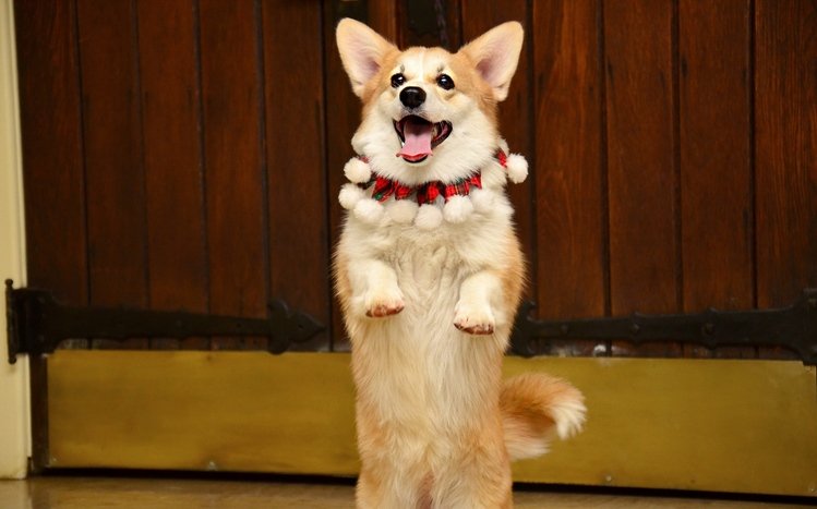 Corgi Theme screenshot #9