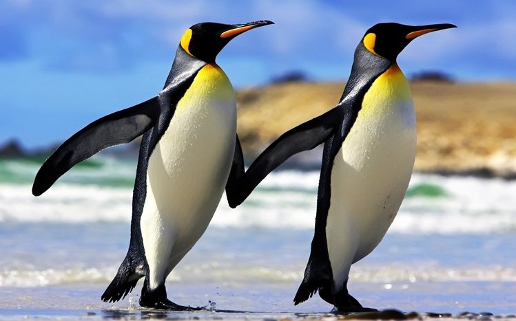 Emperor Penguin Theme screenshot #1