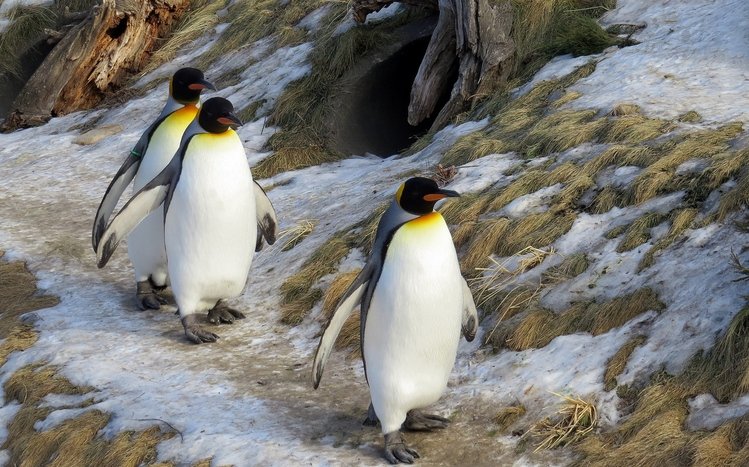 Emperor Penguin Theme screenshot #10