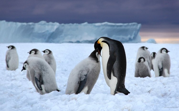 Emperor Penguin Theme screenshot #12