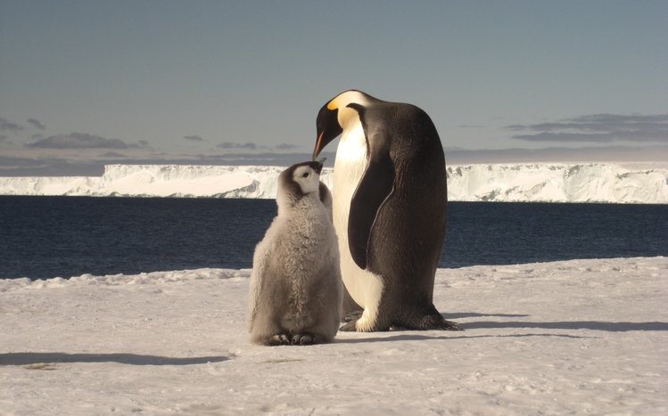 Emperor Penguin Theme screenshot #16