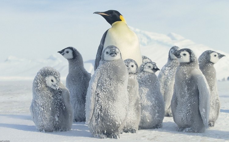 Emperor Penguin Theme screenshot #2
