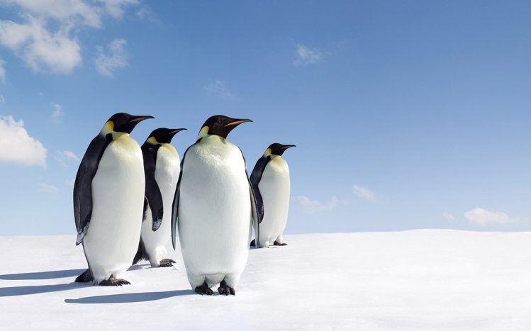 Emperor Penguin Theme screenshot #3