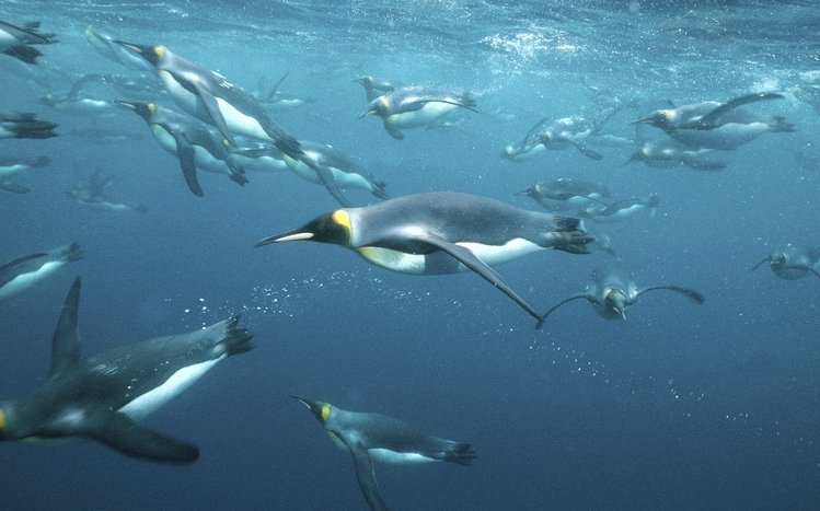 Emperor Penguin Theme screenshot #6