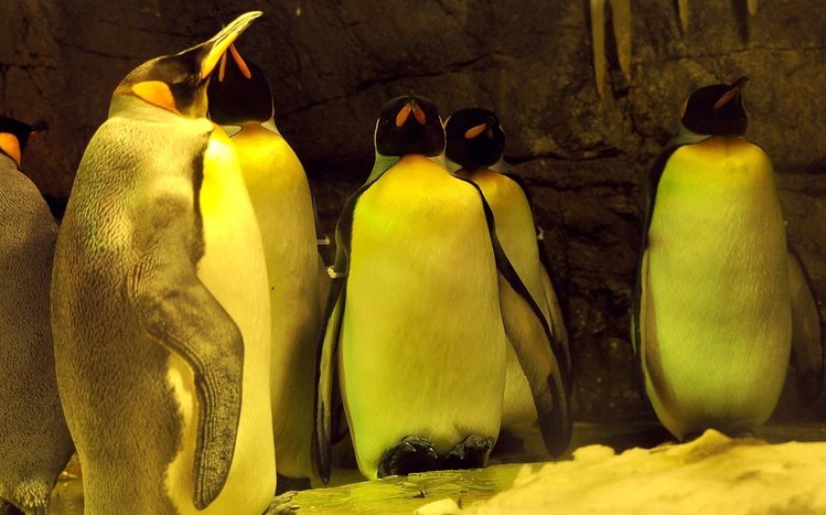 Emperor Penguin Theme screenshot #7