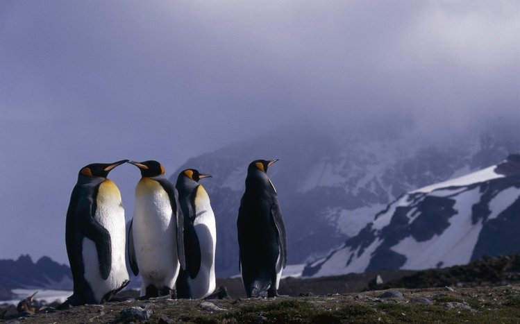 Emperor Penguin Theme screenshot #9