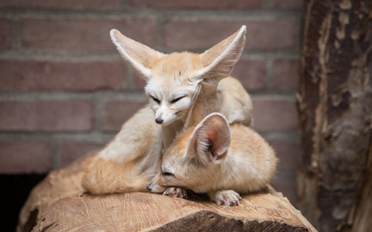 Fennec Fox Theme screenshot #12