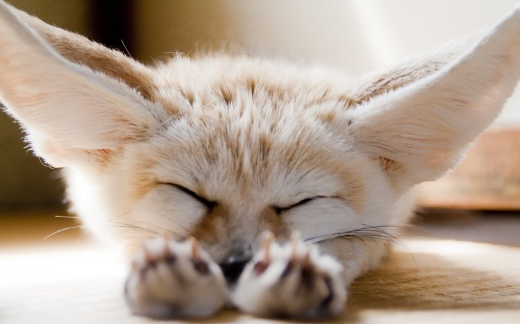 Fennec Fox Theme screenshot #14