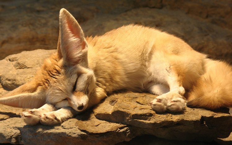 Fennec Fox Theme screenshot #2