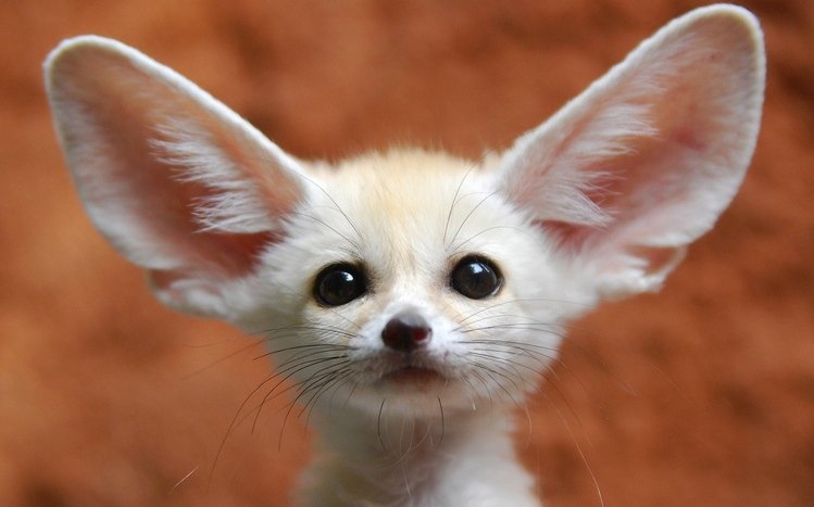 Fennec Fox Theme screenshot #4