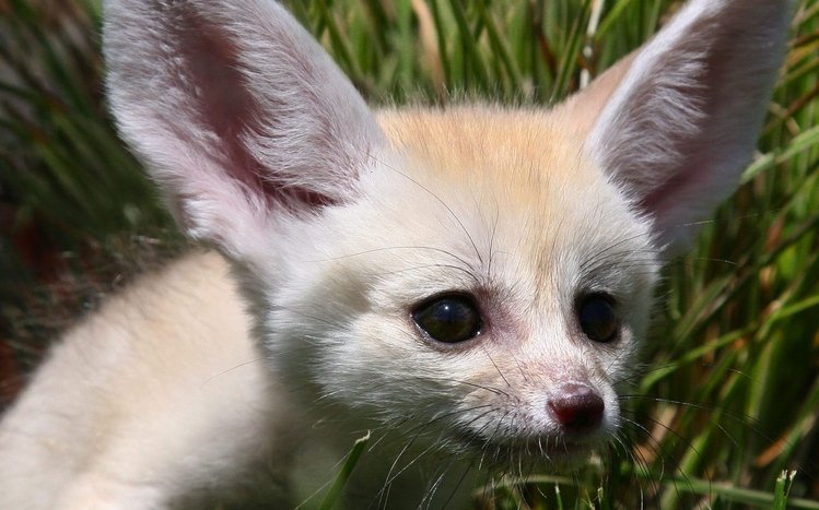 Fennec Fox Theme screenshot #7