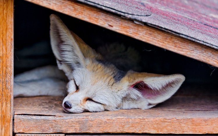 Fennec Fox Theme screenshot #8