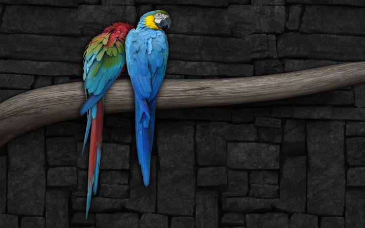 Macaw Theme screenshot #1