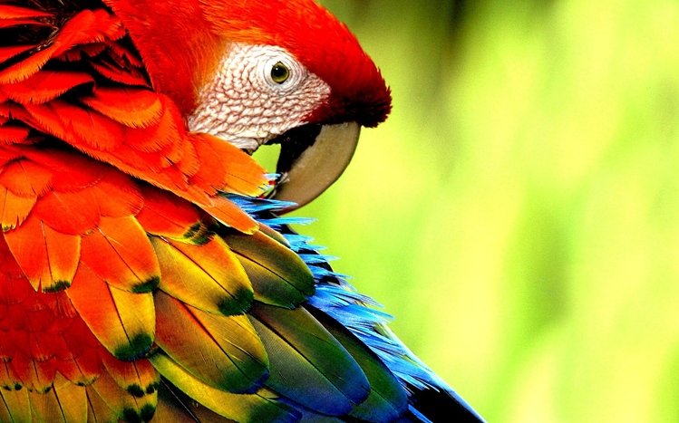 Macaw Theme screenshot #15