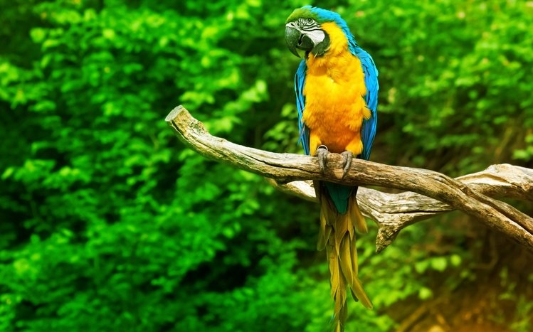 Macaw Theme screenshot #16