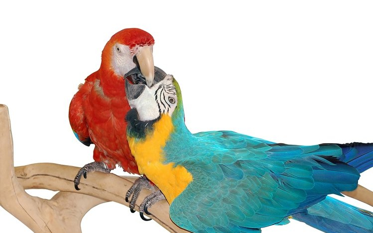 Macaw Theme screenshot #3