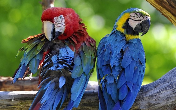 Macaw Theme screenshot #8