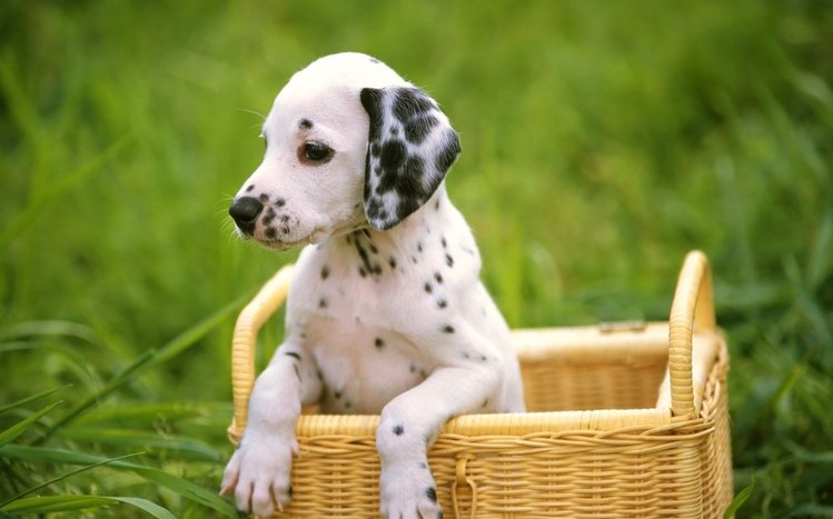 Dalmatian Theme screenshot #1