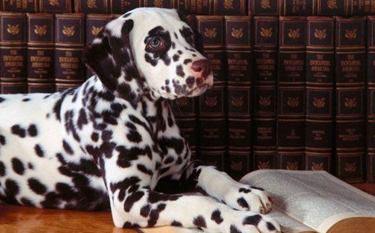 Dalmatian Theme screenshot #10