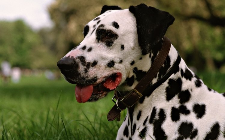 Dalmatian Theme screenshot #12