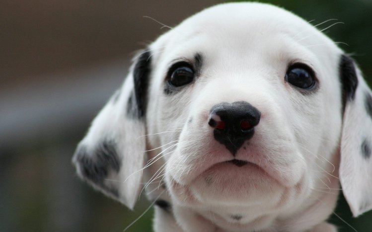 Dalmatian Theme screenshot #16