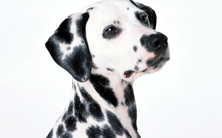 Dalmatian Theme screenshot #2