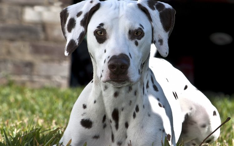 Dalmatian Theme screenshot #9