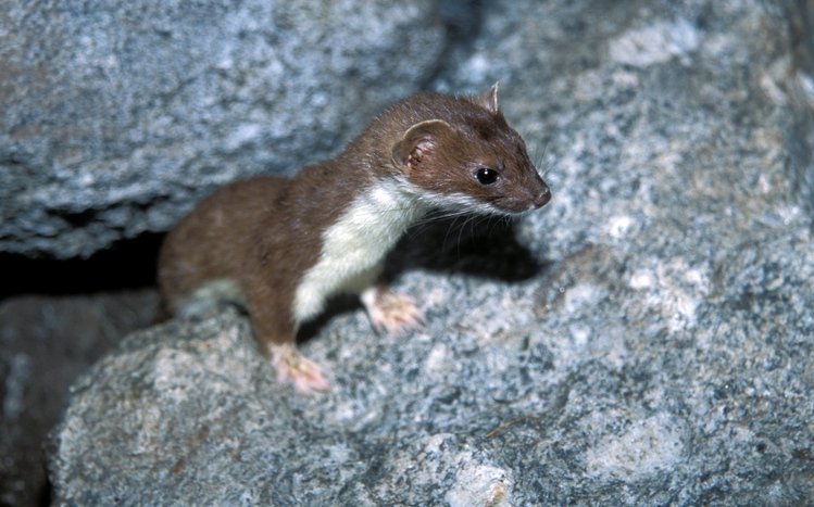 Ferret Theme screenshot #11