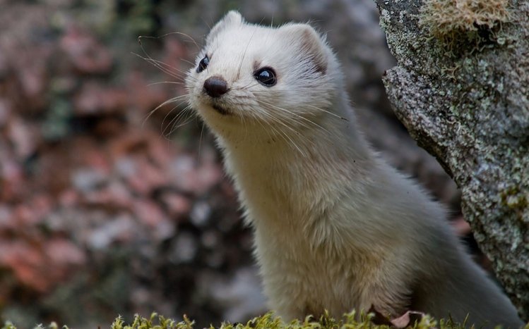 Ferret Theme screenshot #13