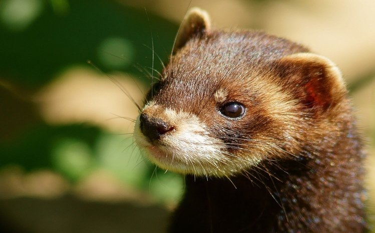 Ferret Theme screenshot #14