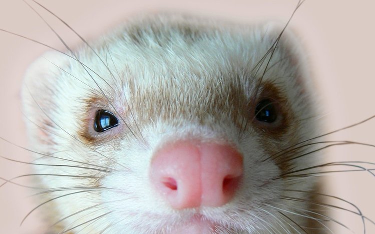 Ferret Theme screenshot #15