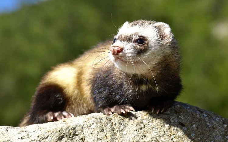 Ferret Theme screenshot #6