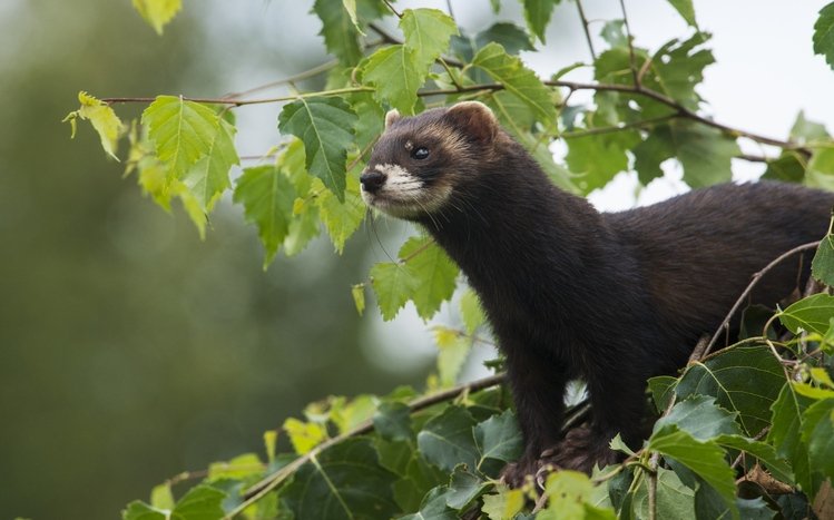 Ferret Theme screenshot #8