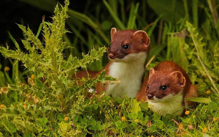 Ferret Theme screenshot #9