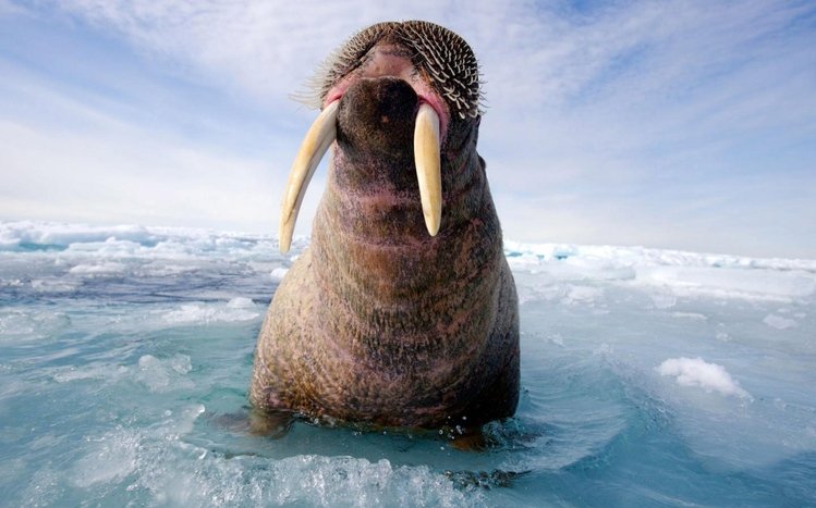 Walrus Theme screenshot #11