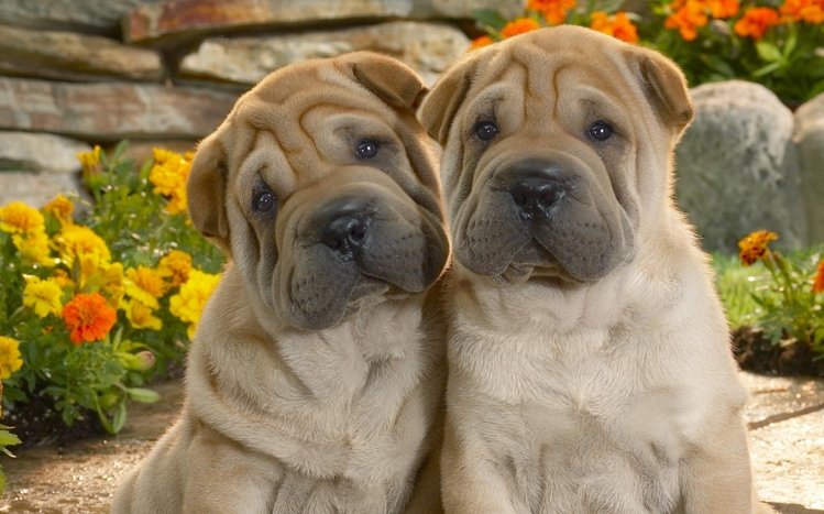 Shar Pei Theme screenshot #10