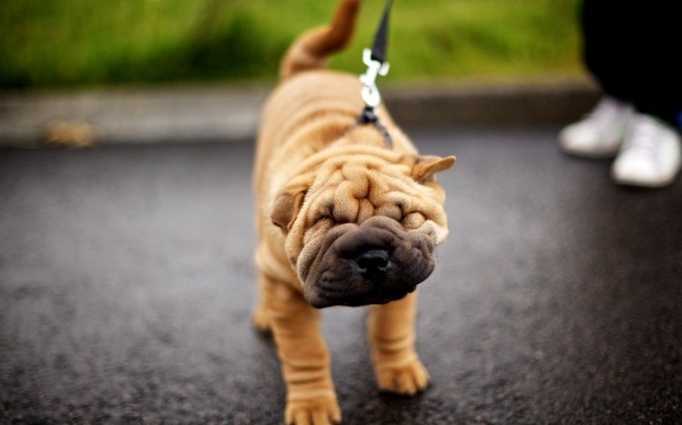 Shar Pei Theme screenshot #13