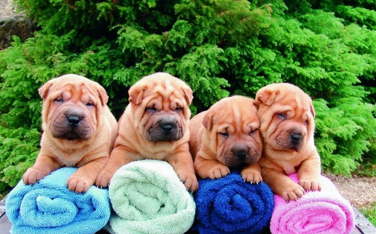 Shar Pei Theme screenshot #14
