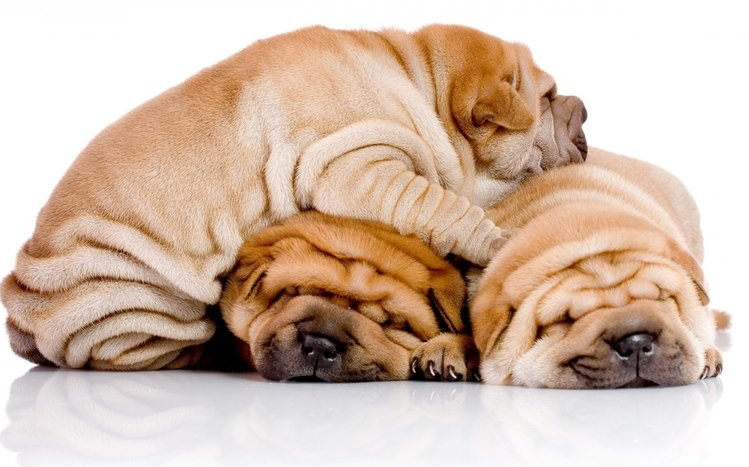 Shar Pei Theme screenshot #15